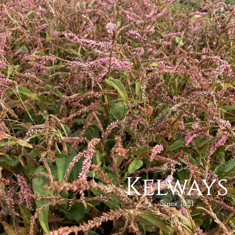 Persicaria amplexicaulis 'Pink Elephant'