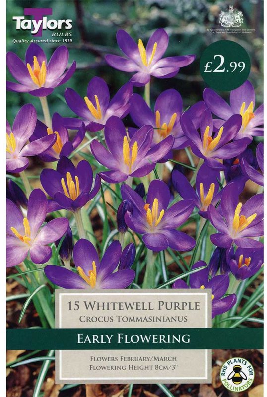 Crocus tomassinianus 'Whitewell Purple'