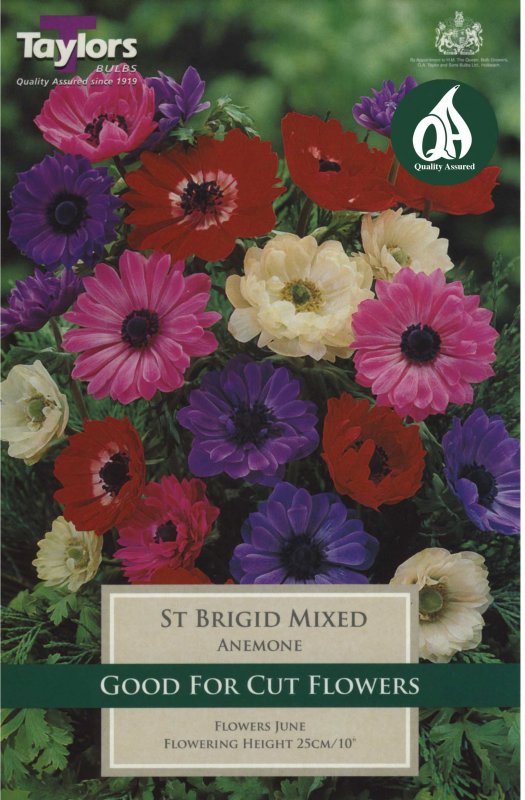 Taylors Bulbs Anemone St Brigid Mix (15 bulbs)