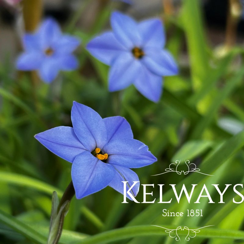 Ipheion uniflorum 'Charlotte Bishop'