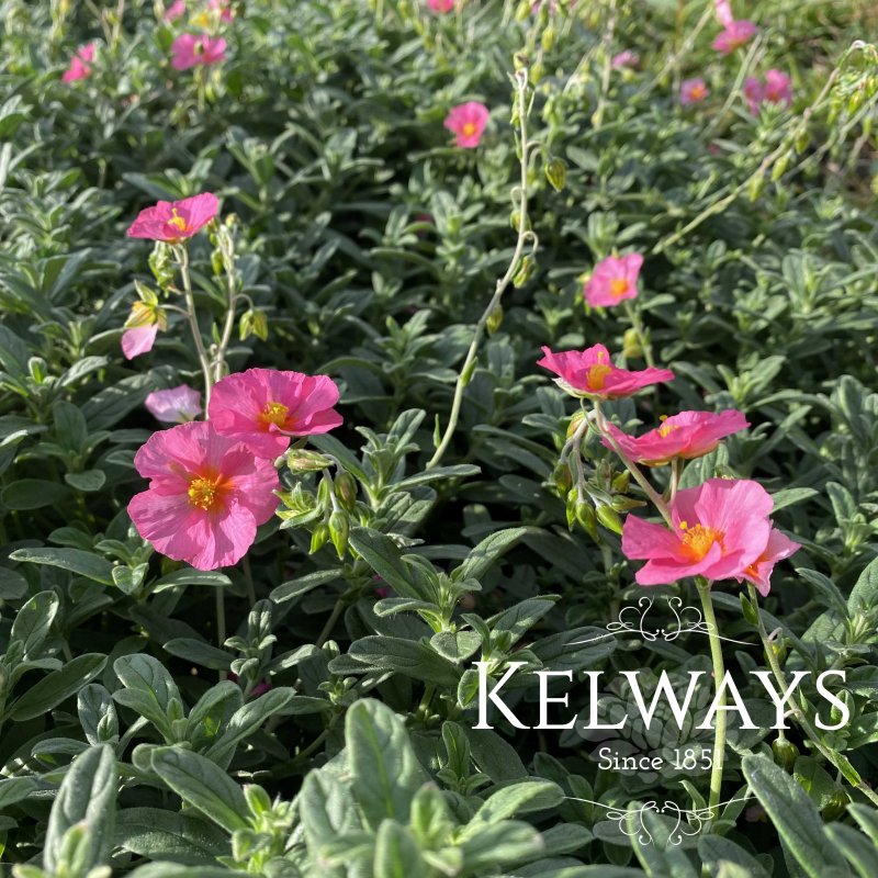 Helianthemum 'Ben Hope'