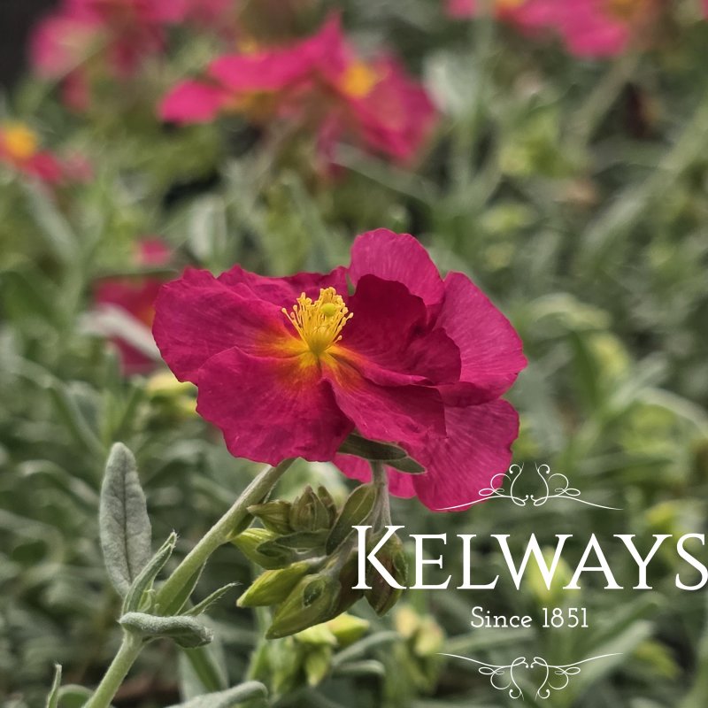 Helianthemum 'Ben Hope' (9cm pot)