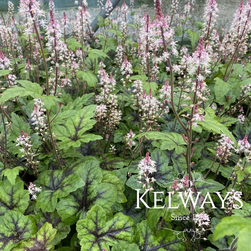 Tiarella 'Sugar and Spice'