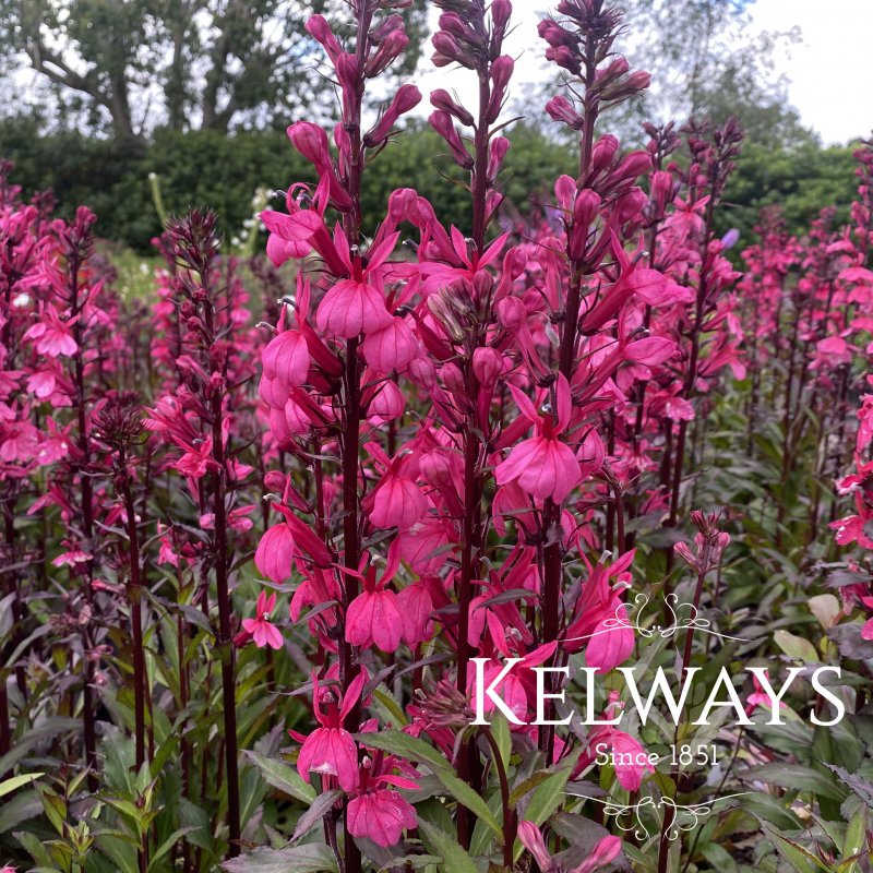 Lobelia Fan Deep Rose