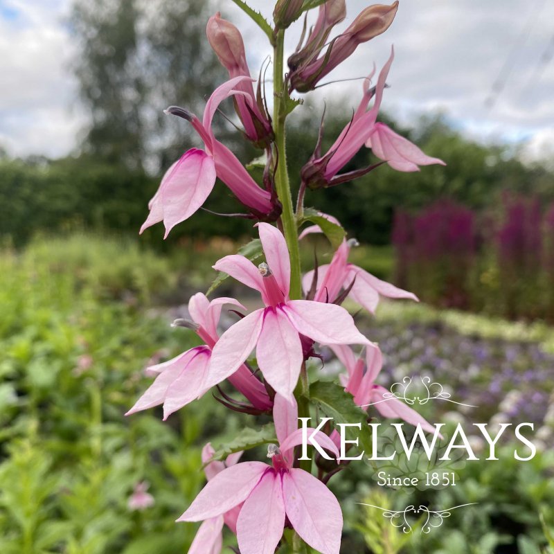 Lobelia 'Compton Pink'