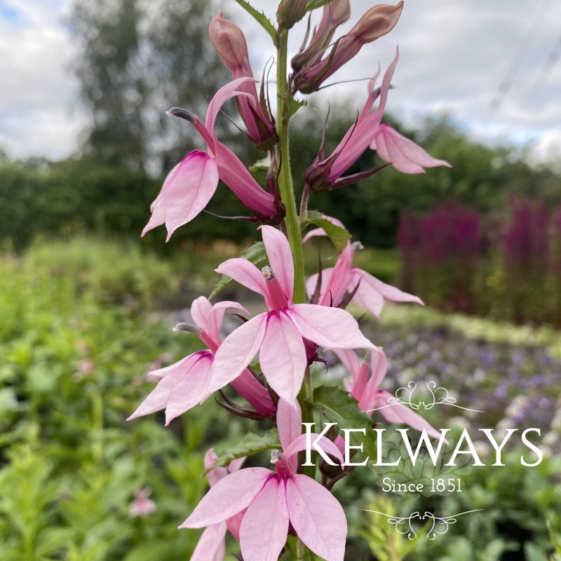 Lobelia Compton Pink