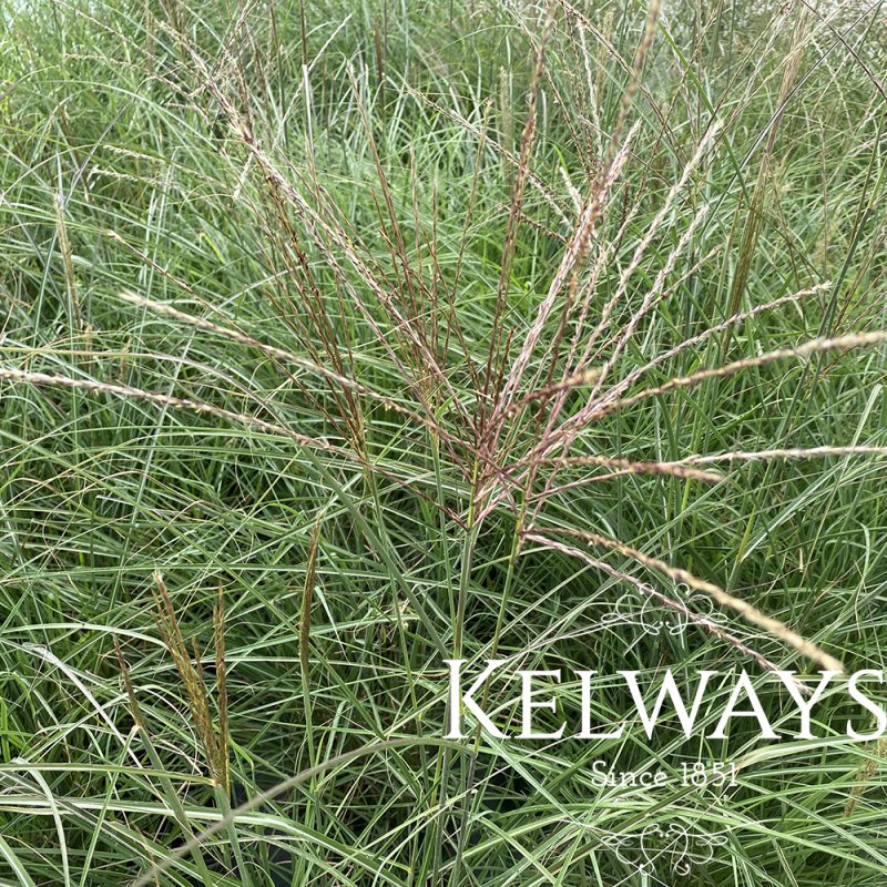 Miscanthus sinensis 'Yakushima Dwarf'