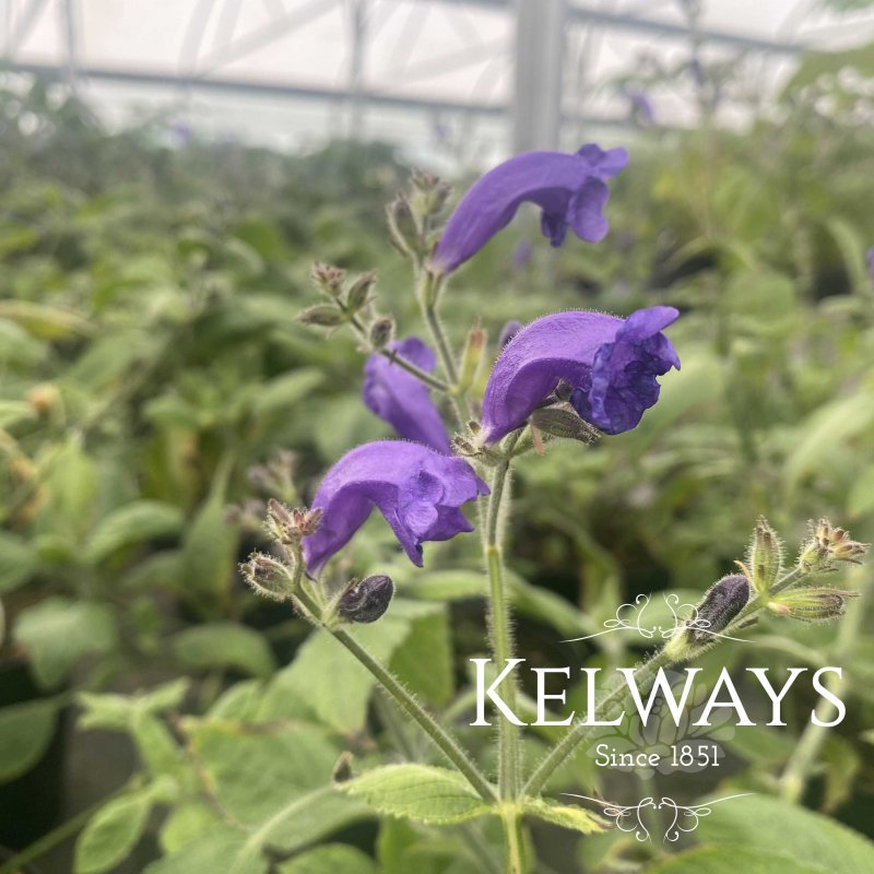 Strobilanthes wallichii