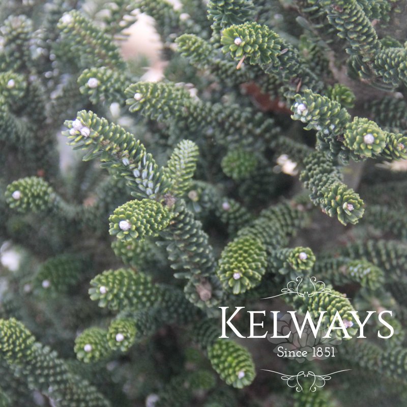 Abies koreana 'Oberon'