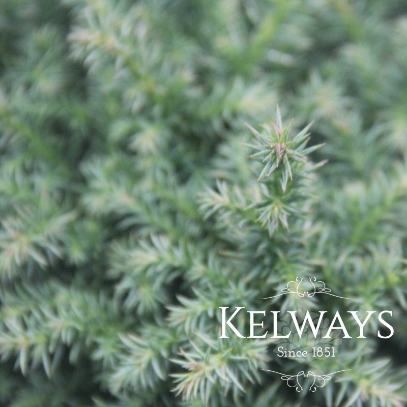 Cryptomeria Vilmoriniana