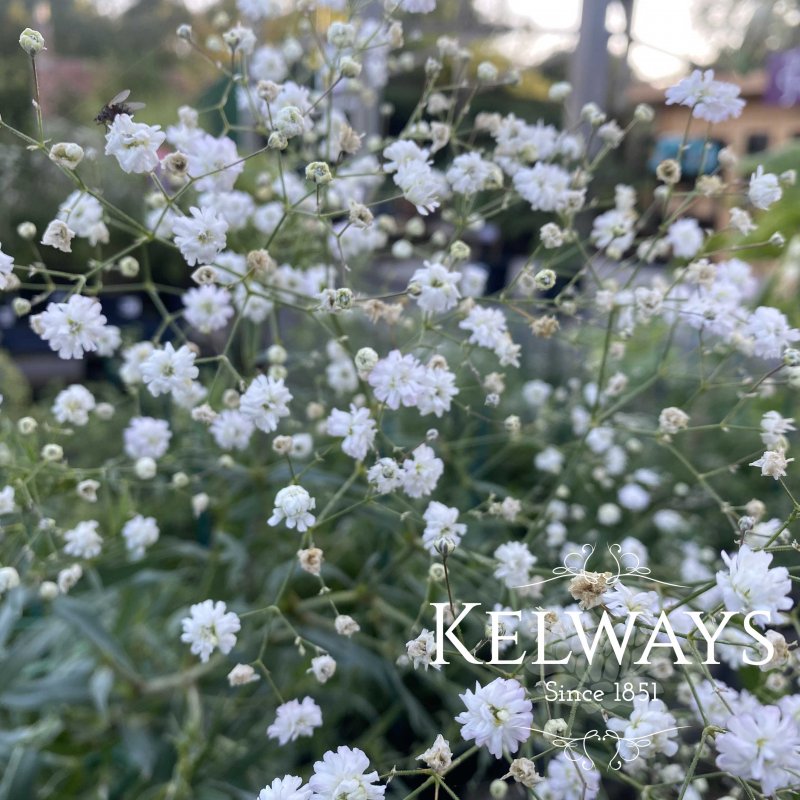 Gypsophila paniculata 'Snowflake'
