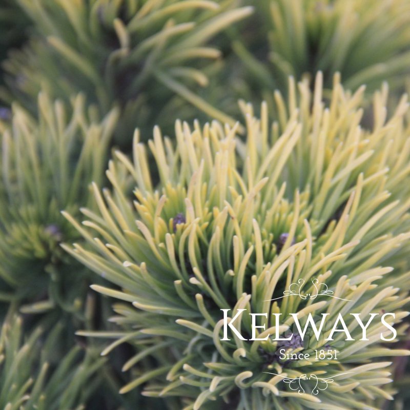Pinus Winter Gold