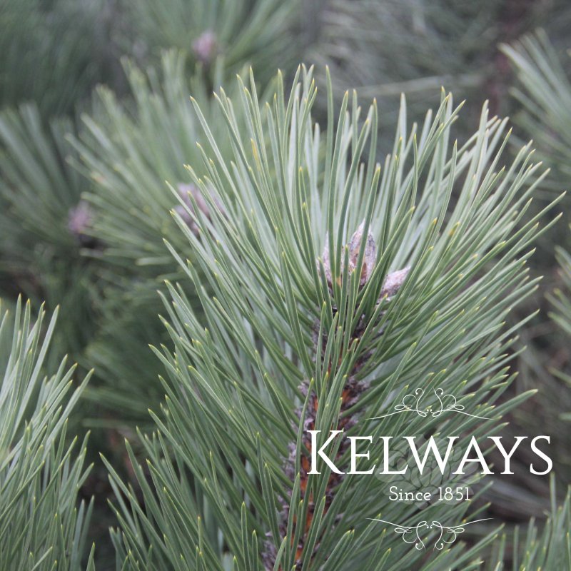 Pinus Hornibrookiana