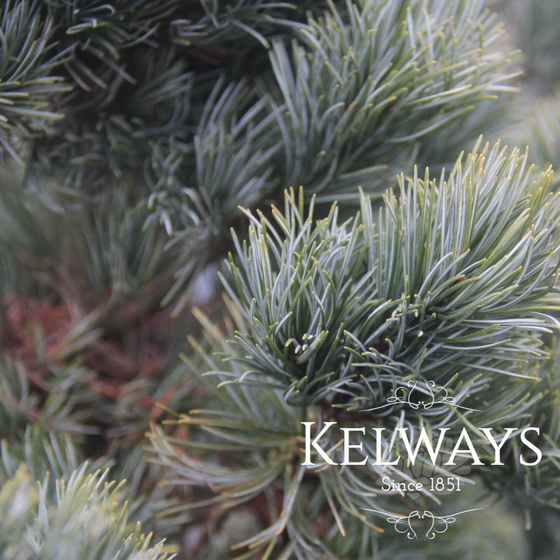 Pinus parviflora (Glauca Group) 'Glauca'