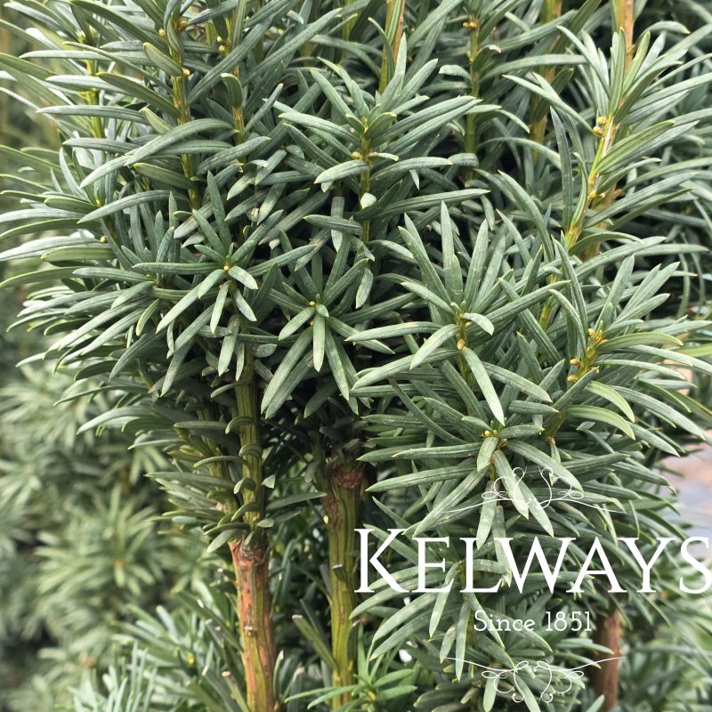 Taxus baccata 'Fastigiata Robusta' (f)