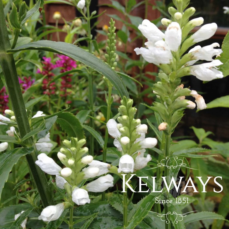 Physostegia virginiana 'Alba'