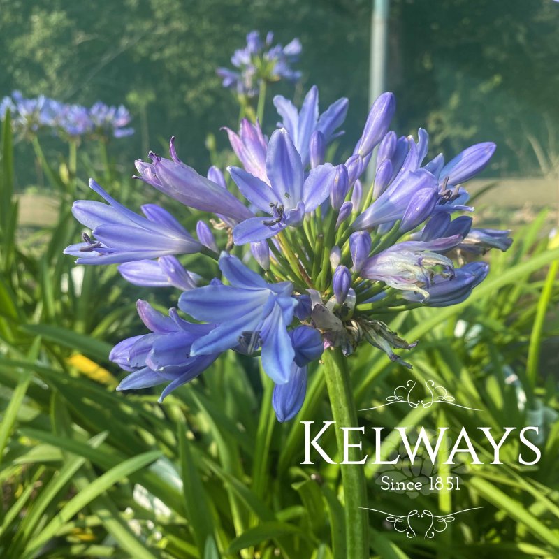 Agapanthus 'Pitchoune Blue'