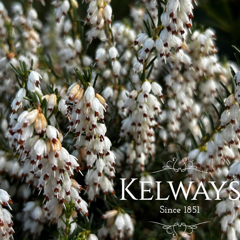 Erica x darleyensis f. albiflora 'White Perfection'