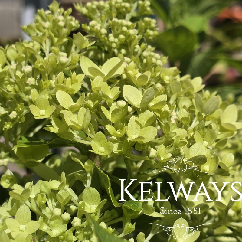 Hydrangea paniculata 'Little Lime'