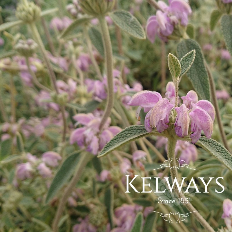 Phlomis italica