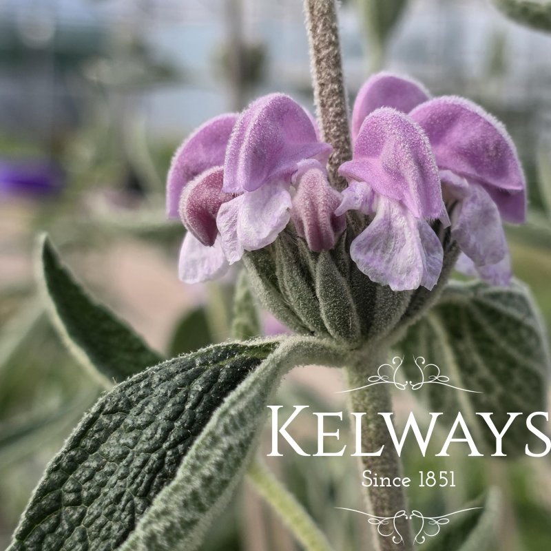 Phlomis purpurea (3 litre pot)