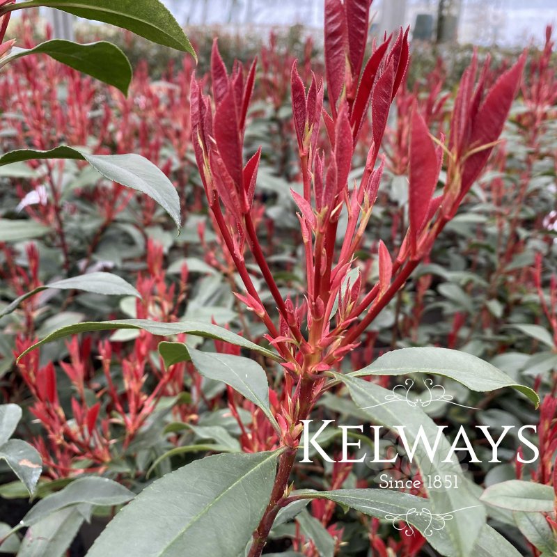 Photinia x fraseri 'Carre Rouge'