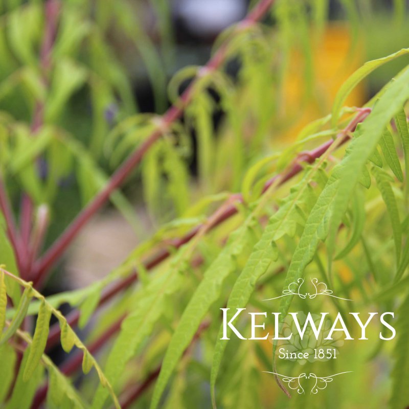 Rhus typhina 'Tiger Eyes'