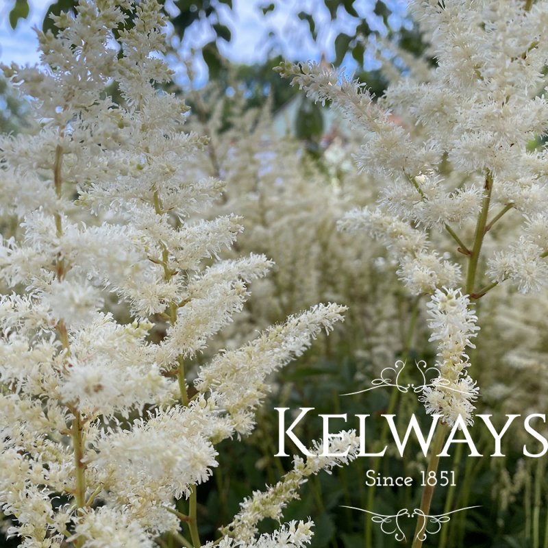 Astilbe chinensis 'Vision in White'