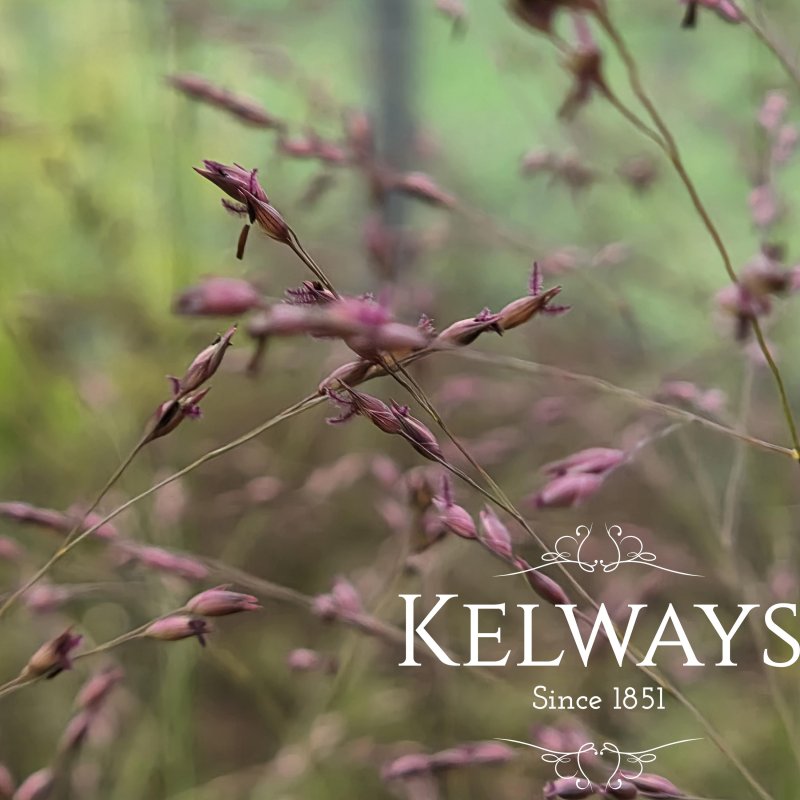 Panicum virgatum 'Rehbraun'