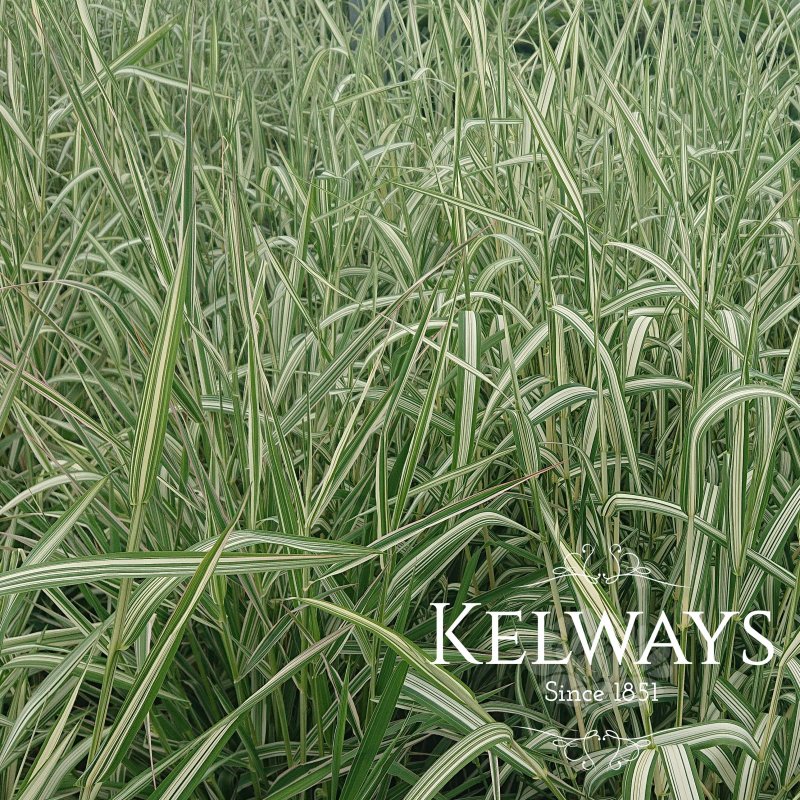 Phalaris arundinacea var. picta 'Feesey'