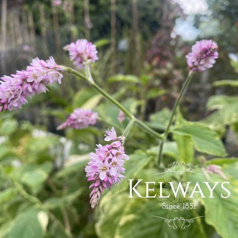 Persicaria orientalis Variegata