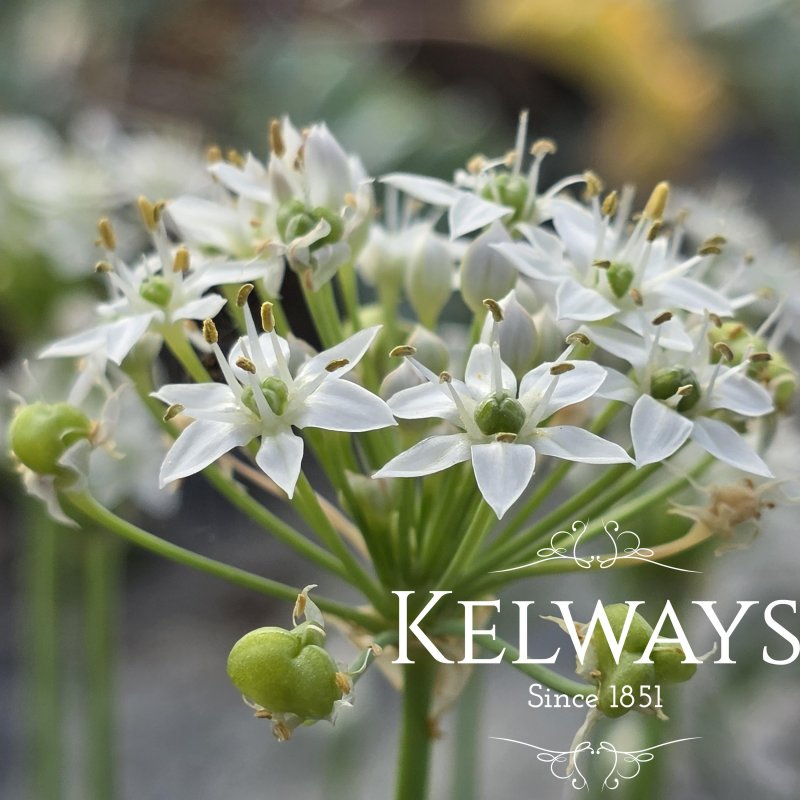 Allium tuberosum