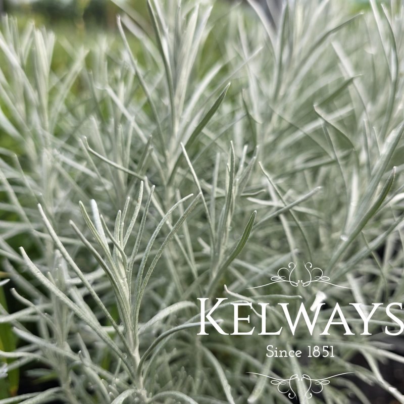 Helichrysum italicum (9cm pot)