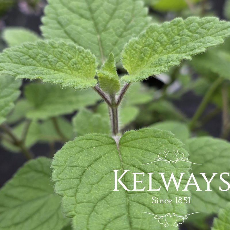 Mentha x piperita f. citrata 'Lime'