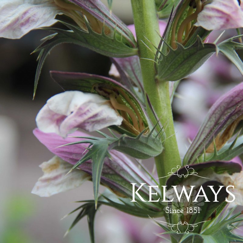 Acanthus spinosus