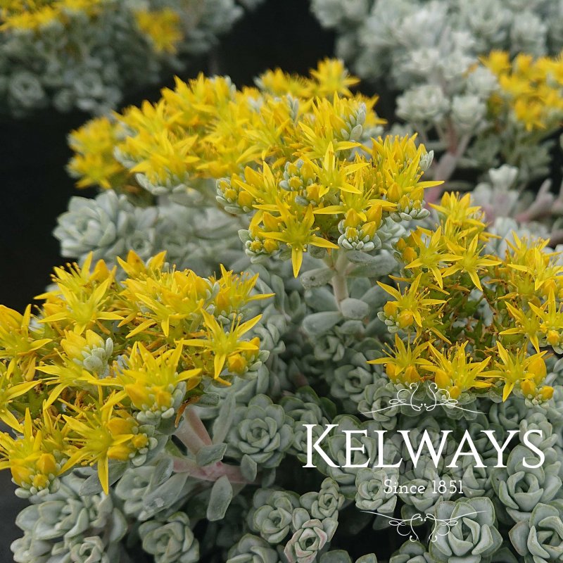 Sedum spathulifolium 'Cape Blanco'