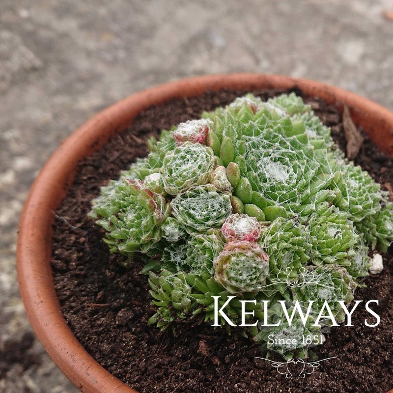 Sempervivum arachnoideum