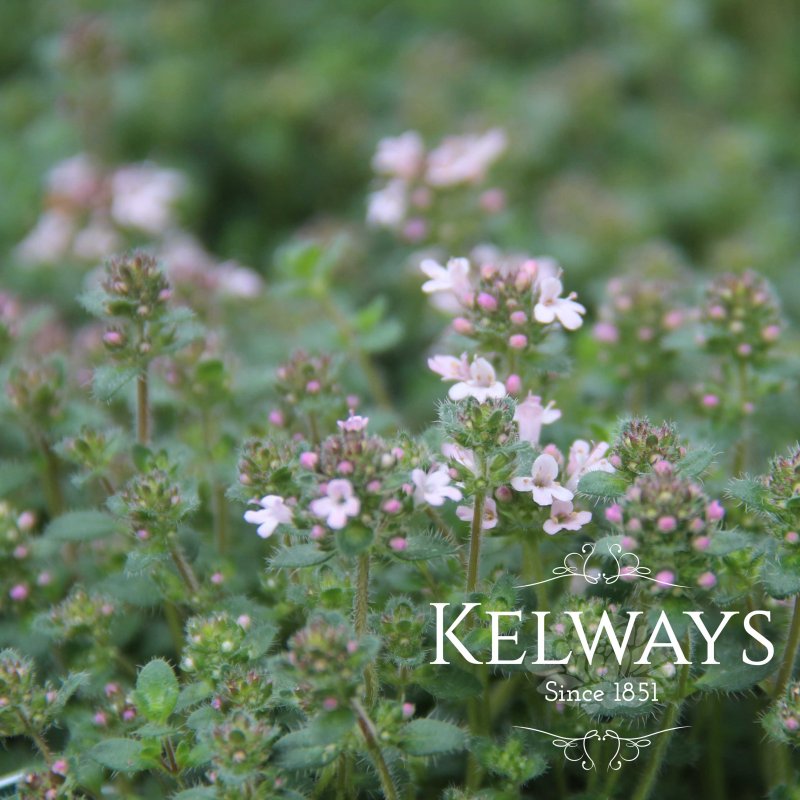 Thymus serpyllum 'Pink Chintz'