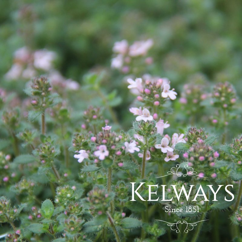 Thymus Pink Chintz