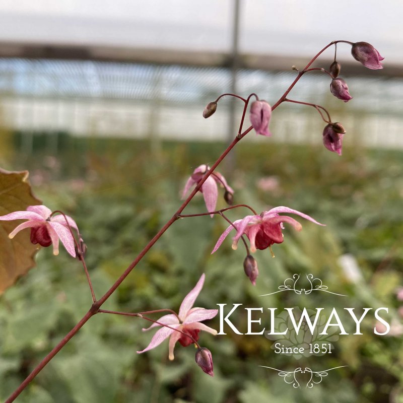 Epimedium 'Pink Elf' PBR