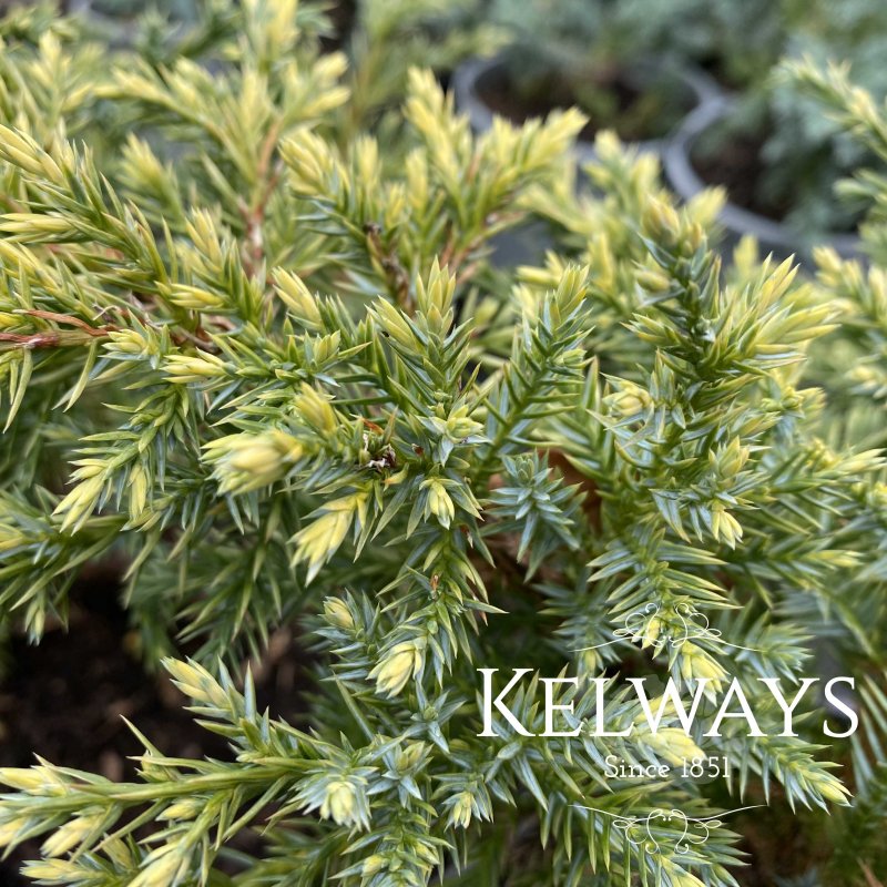 Juniperus Dream Joy