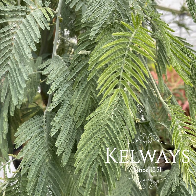 Acacia dealbata 'Pendula'