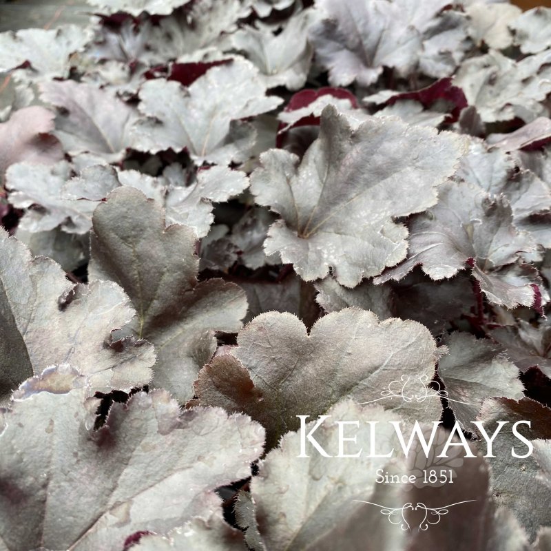 Heuchera Black Pearl