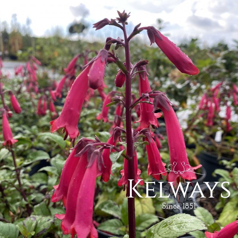 Phygelius Funfair Wine