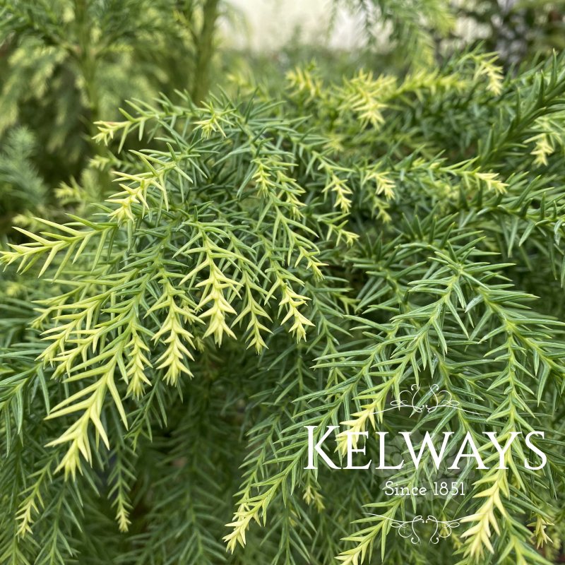 Cryptomeria Sekkan-sugi