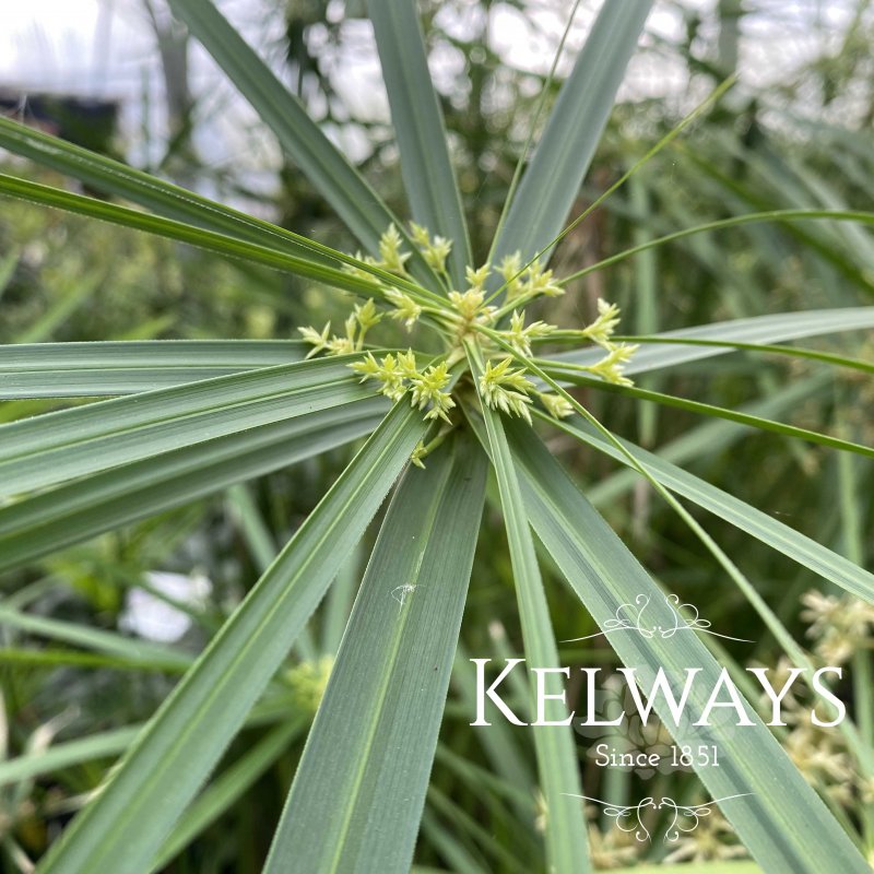 Cyperus involucratus