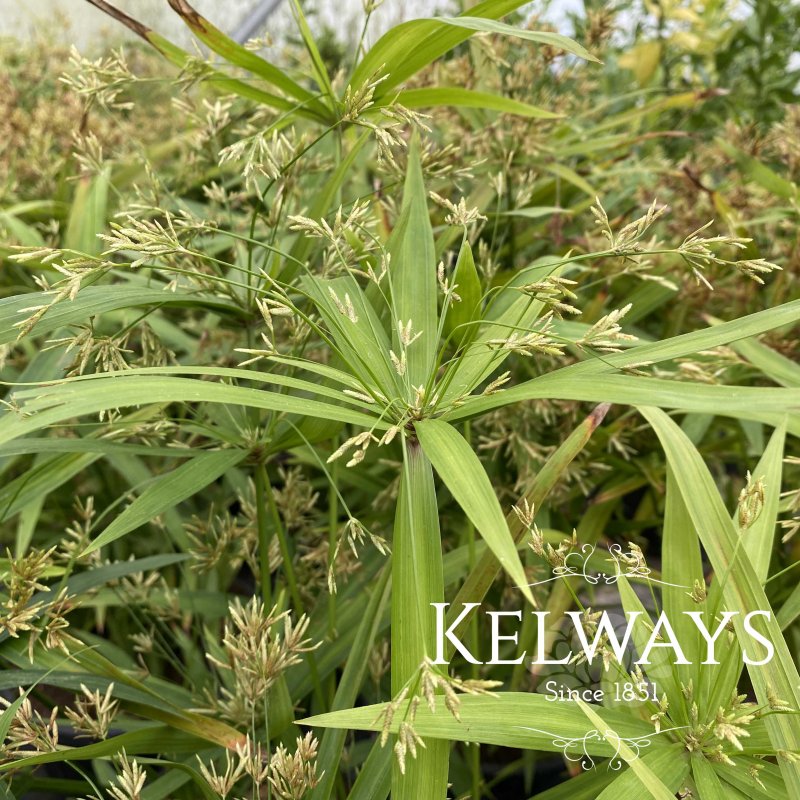 Cyperus papyrus
