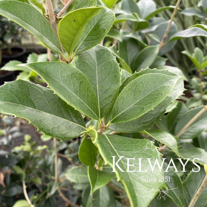 Osmanthus heterophyllus