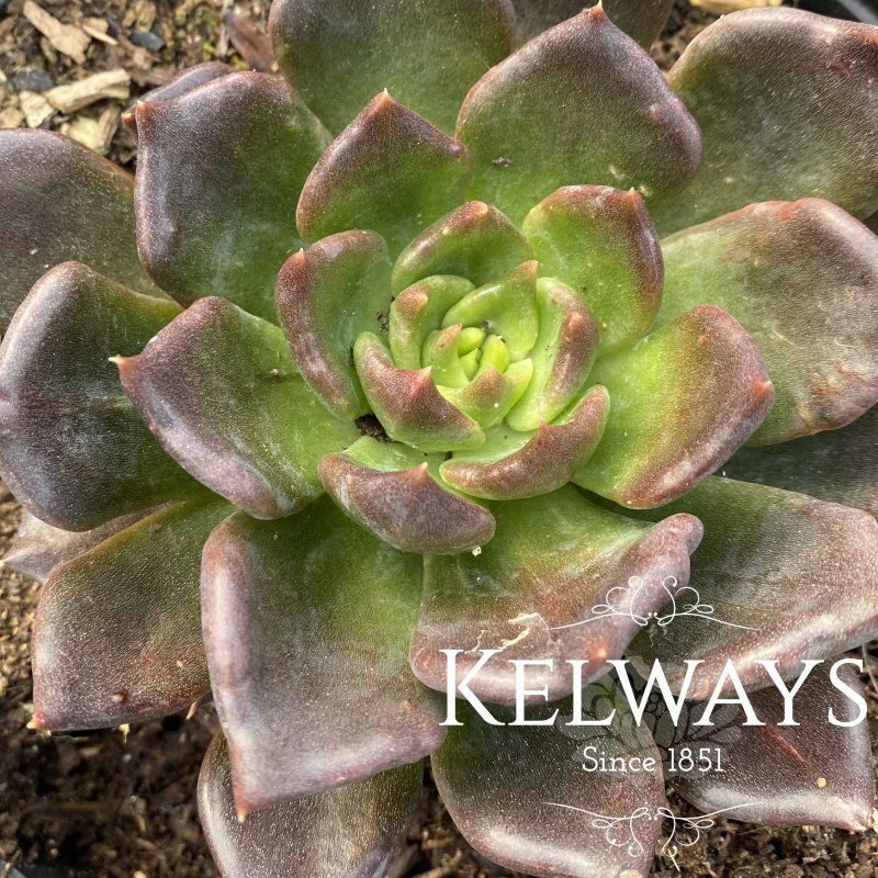 Echeveria 'Black Prince'