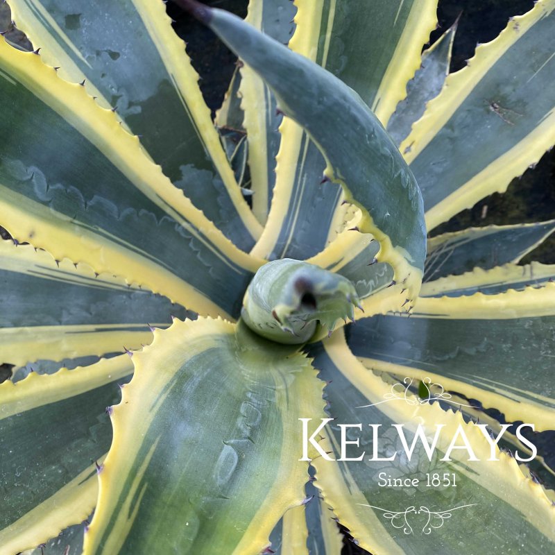 Agave americana 'Variegata'
